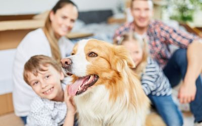 Harmonija čoveka i psa kao osnova zdravog doma