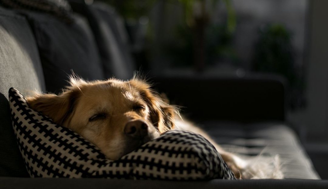 Šta moj pas da jede? Holistički pogled na ishranu pasa
