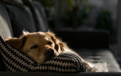 Šta moj pas da jede? Holistički pogled na ishranu pasa