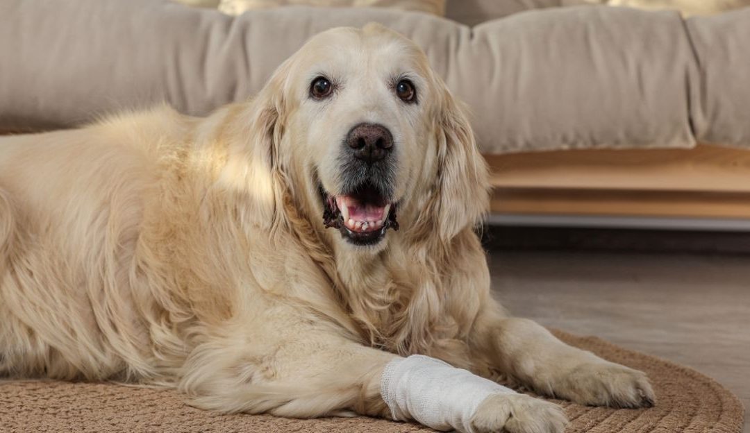 Homeopatija za probleme sa kostima i kolagenom kod pasa – podrška zglobovima