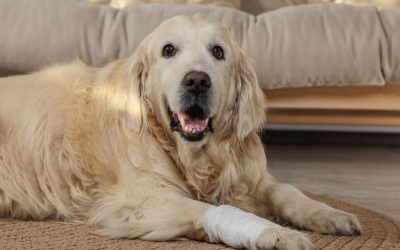 Homeopatija za probleme sa kostima i kolagenom kod pasa – prirodna podrška zglobovima i pokretljivosti