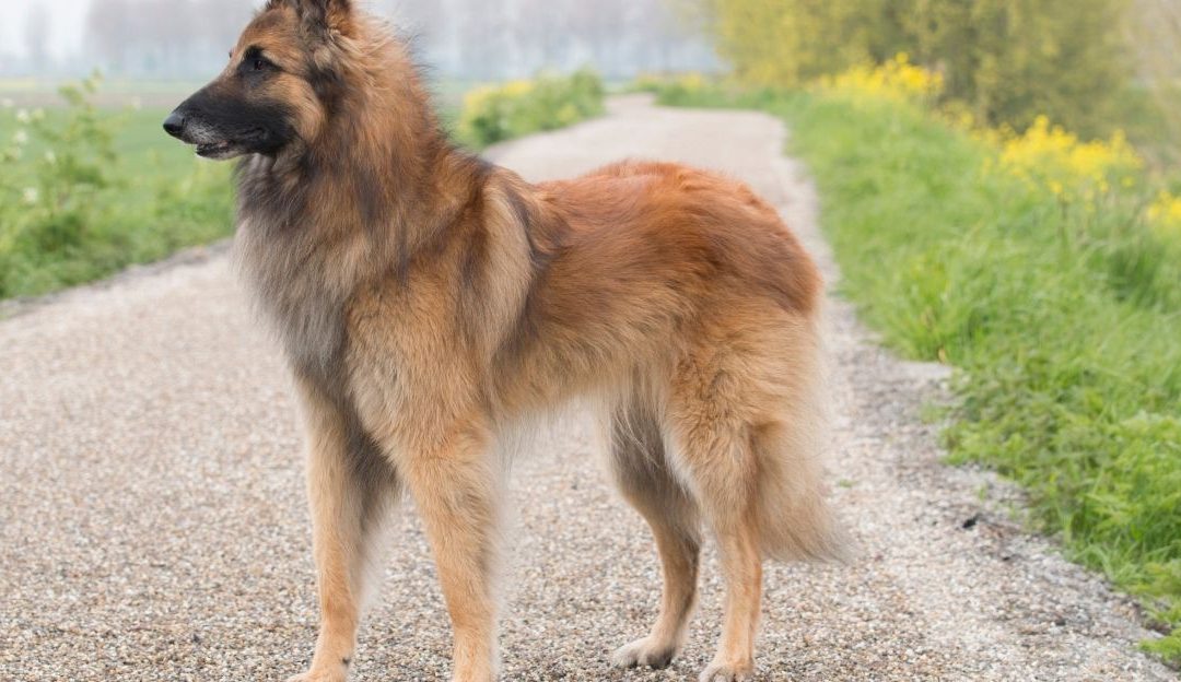 idealna tezina psa, rebra osetljiva, pas zdrav