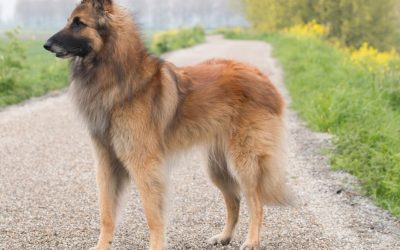 Kako odrediti idealnu težinu psa – vodič za vlasnike