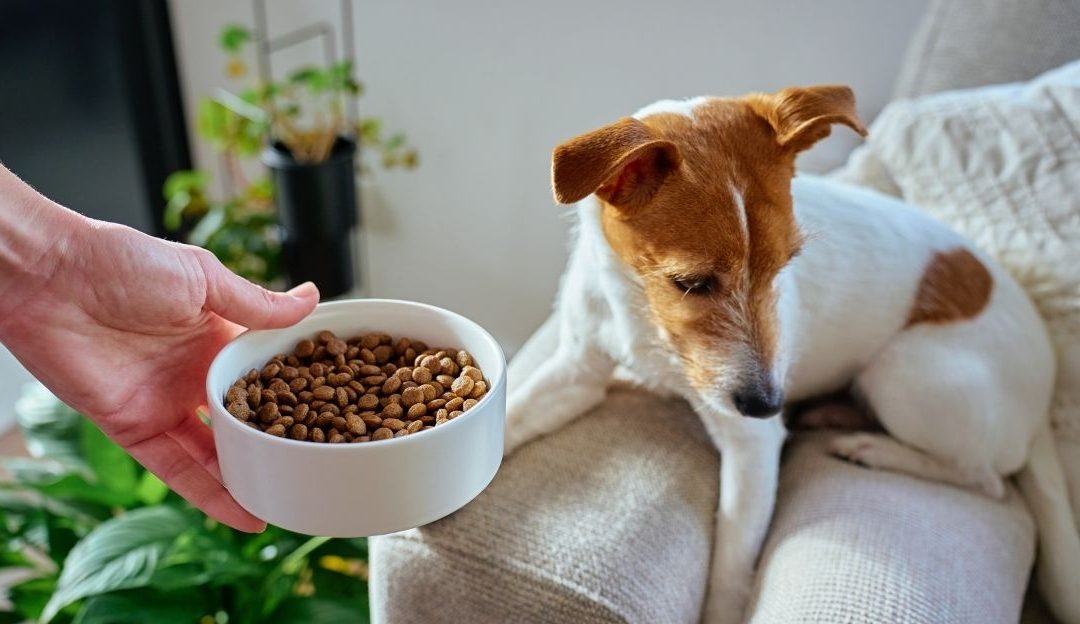 Ne budi šaran: Mračna istina koju industrija hrane za pse krije