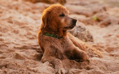 Kako se oprostiti od psa: Pružite mu mir