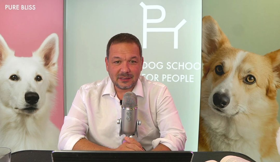 Nikad nisam rekao da psi nemaju dušu: Kako kratki formati menjaju značenje poruke