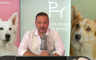 Nikad nisam rekao da psi nemaju dušu: Kako kratki formati menjaju značenje poruke