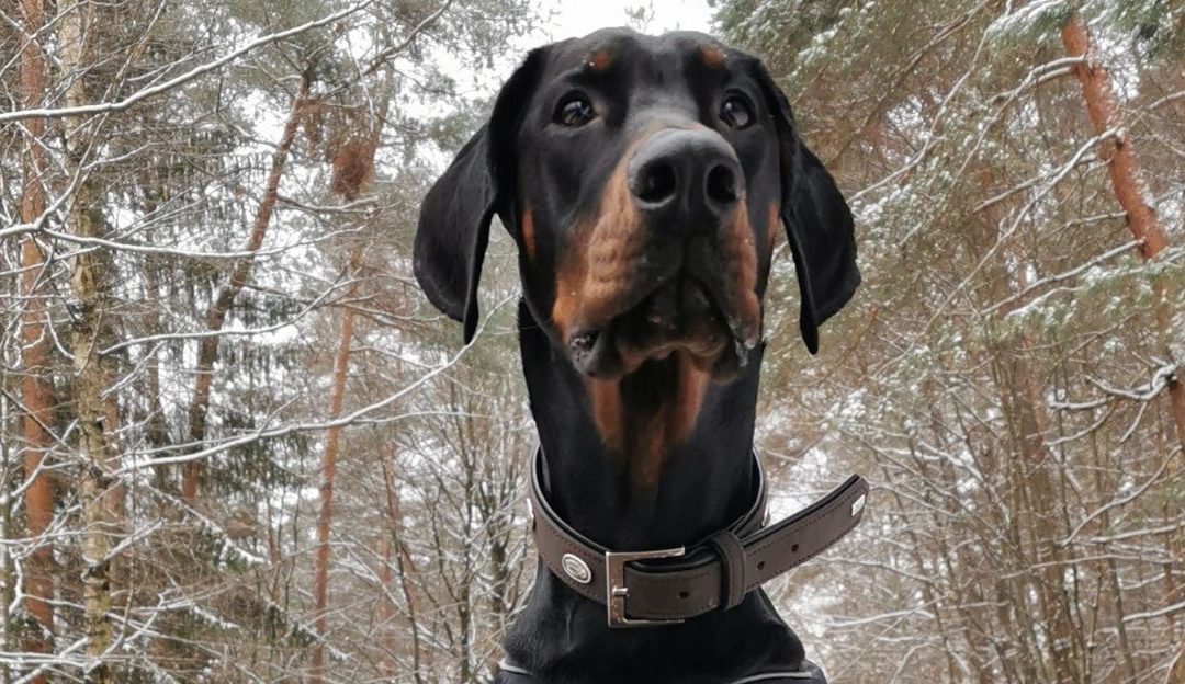 Kupiranje ušiju i repa kod pasa zbog estetike nije opravdano