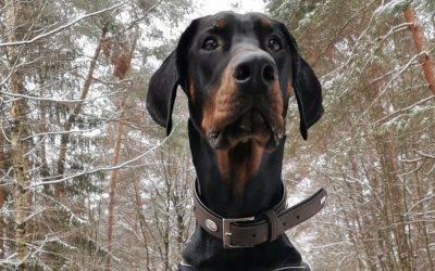 Kupiranje ušiju i repa kod pasa: kada je opravdano, a kada nije