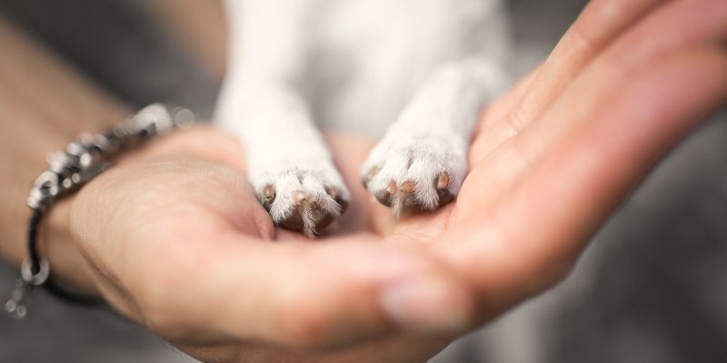Ruka i šapa psa koje ilustruju kako se zamka bola prenosi na ljubimce.