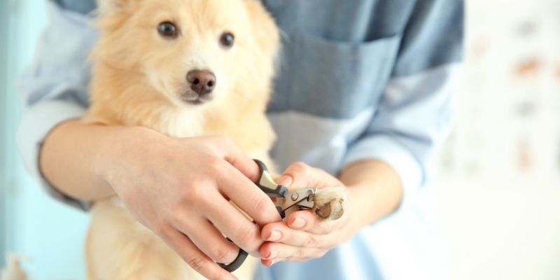 Uticaj dužine noktiju na pokretljivost starijih pasa