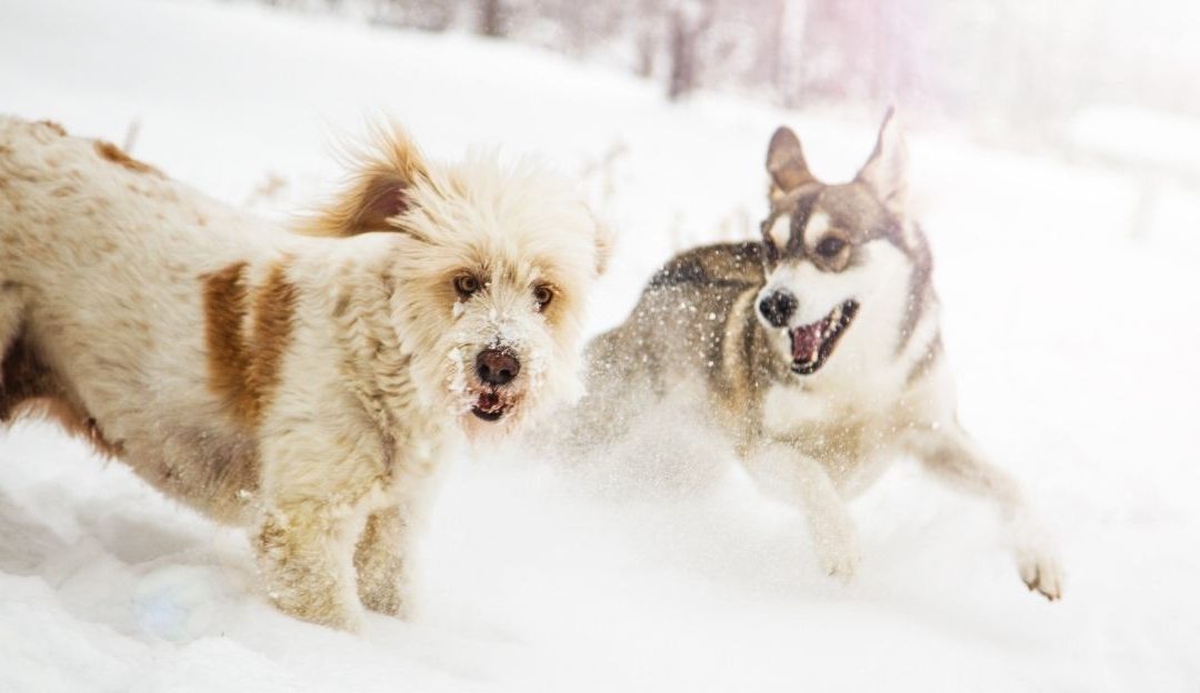 Pas koji stoji na snegu bez odeće, prikazujući prirodnu termoregulaciju i adaptivnost rase.