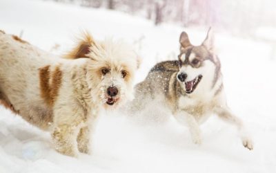 Oblačenje pasa: Moda, potreba ili ljudska projekcija?