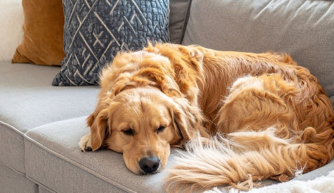 Hronični gastritis kod pasa – kada problem nije samo u stomaku