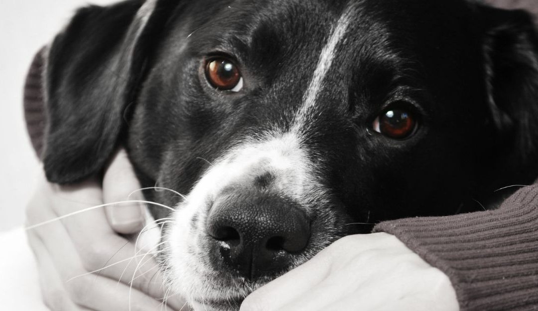 Pas i sadašnji trenutak: Kako nas psi uče da živimo ovde i sada