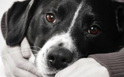 Pas i sadašnji trenutak: Kako nas psi uče da živimo ovde i sada