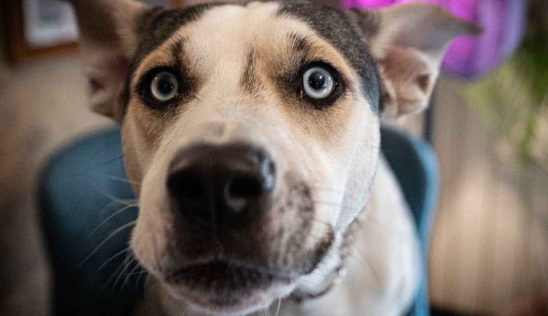 Pas kao ogledalo: Vidi nas onakve kakvi stvarno jesmo