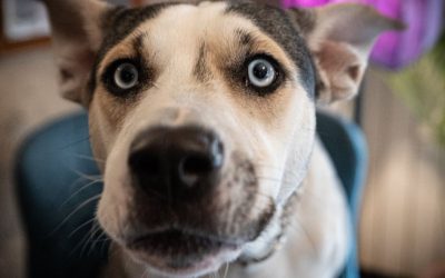 Pas kao ogledalo: Vidi nas onakve kakvi stvarno jesmo