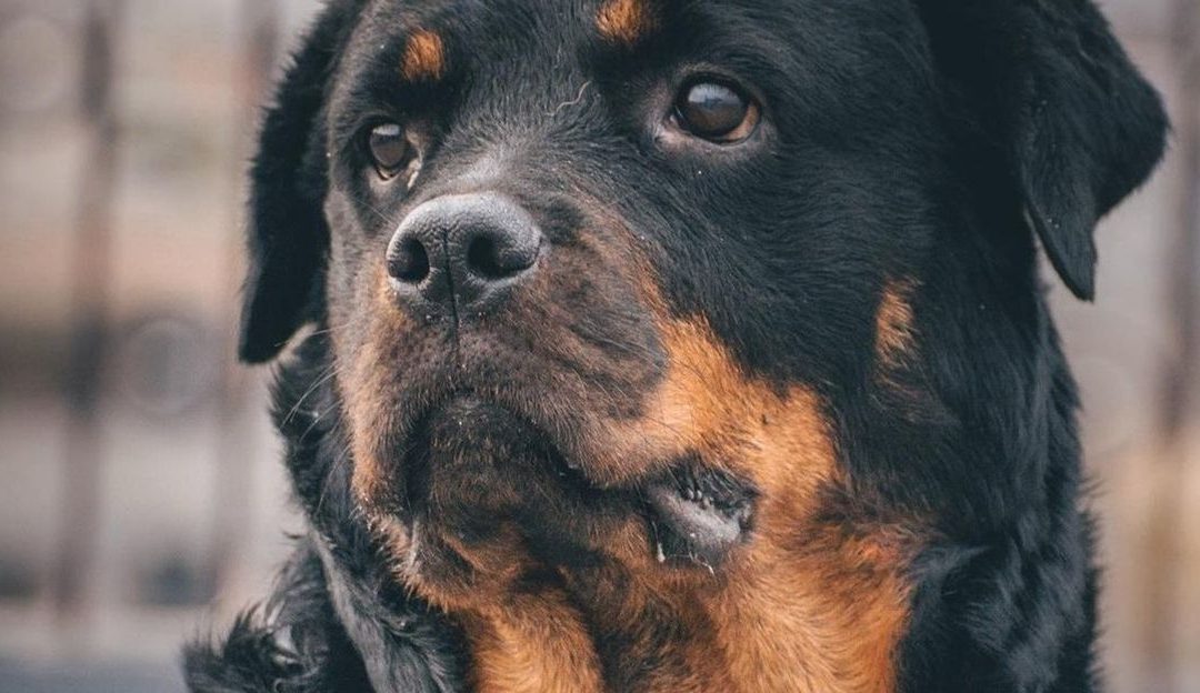 Pas nije stoka – razlika između psa i životinja u sistemu eksploatacije