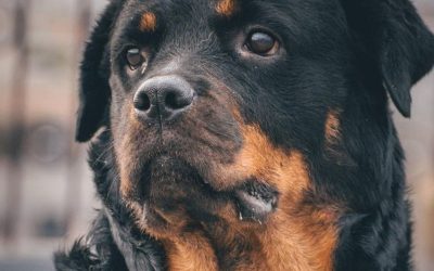 Pas nije stoka: Kada sistem učenja pogreši biće