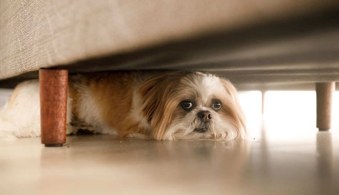 Pas pod stresom zbog vlasnikovih emocija