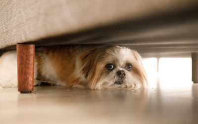 Pas nije tvoj spasilac – nije tu da rešava tvoje emocionalne probleme