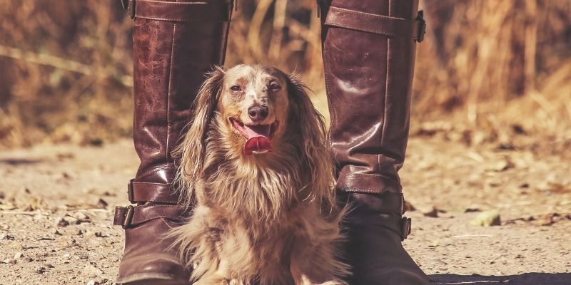 Pas i vlasnik u svakodnevnom ritualu – stabilnost i sigurnost kroz rutinu