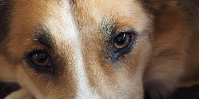 Pas i čovek u mirnom kontaktu – pas kao svesno biće