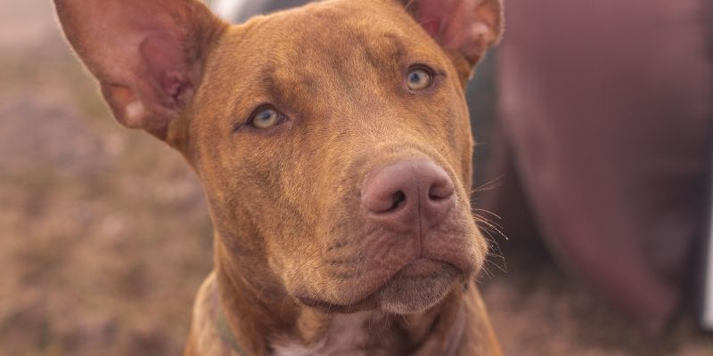 Pas traži sigurnu afektivnu vezu sa čovekom