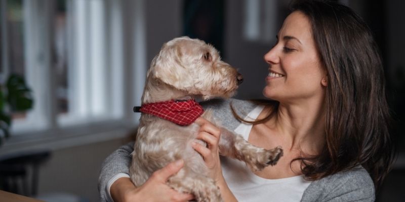 Pas u novom domu razvija poverenje kroz strukturu