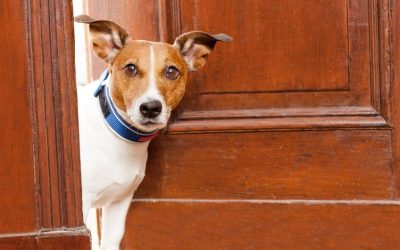 Pas se ne navikava – šta se zapravo dešava kada dođe u novi dom