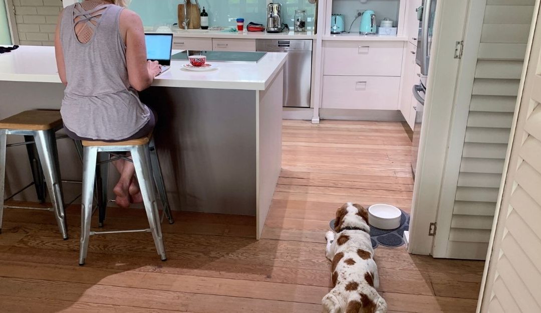 72 sata u kojima pas odlučuje da li je bezbedan – ili mora da preživljava