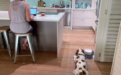 72 sata u kojima pas odlučuje da li je bezbedan – ili mora da preživljava