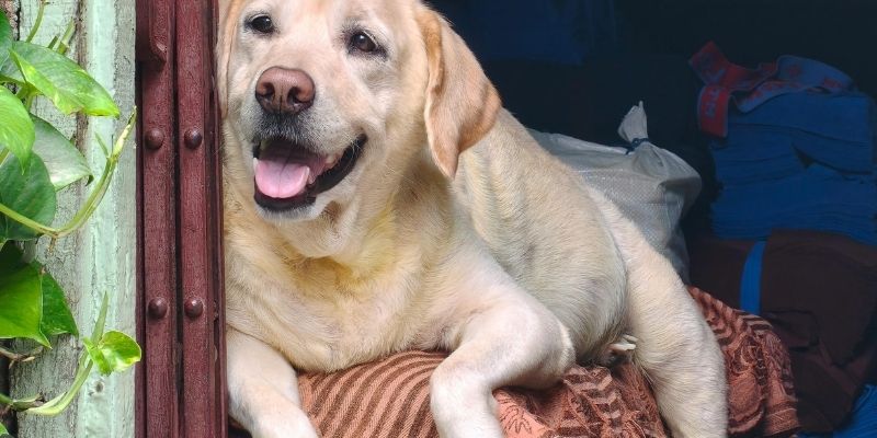 psi se ne dresiraju komandom već kontekstom