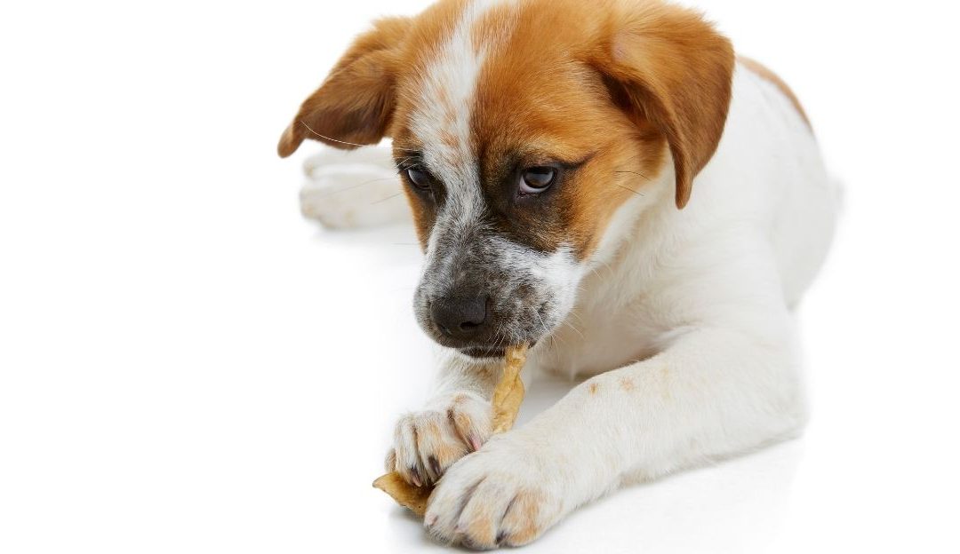 pas jede prirodnu poslasticu