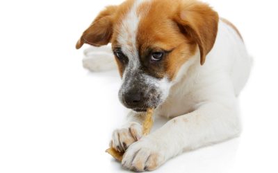 Domaće poslastice za pse: Kako ih napraviti bez konzervansa