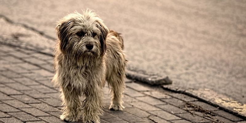 pas koji pati zbog čoveka