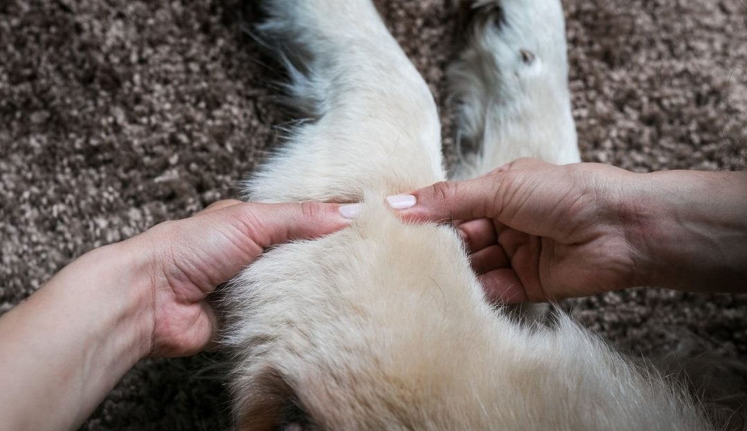 Masaža kao podrška pokretljivosti starijih pasa