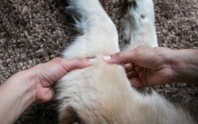 Masaže i istezanje kod starijih pasa: Šta zaista pomaže pokretljivosti