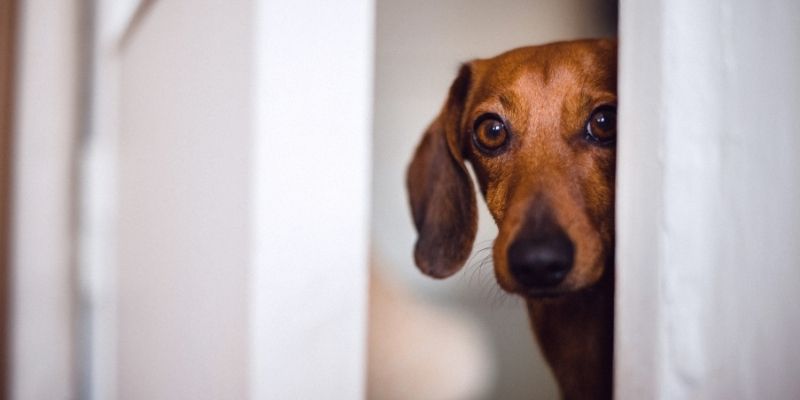 Ponašanje psa zavisi od doslednosti vlasnika