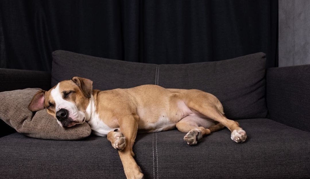 Zdrav i miran pas spreman za vakcinaciju