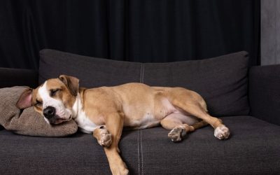 Priprema psa za vakcinaciju: kako zaštititi organizam pre i posle vakcine