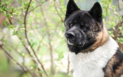 Prirodna zaštita protiv buva i krpelja kod pasa – domaći sprej