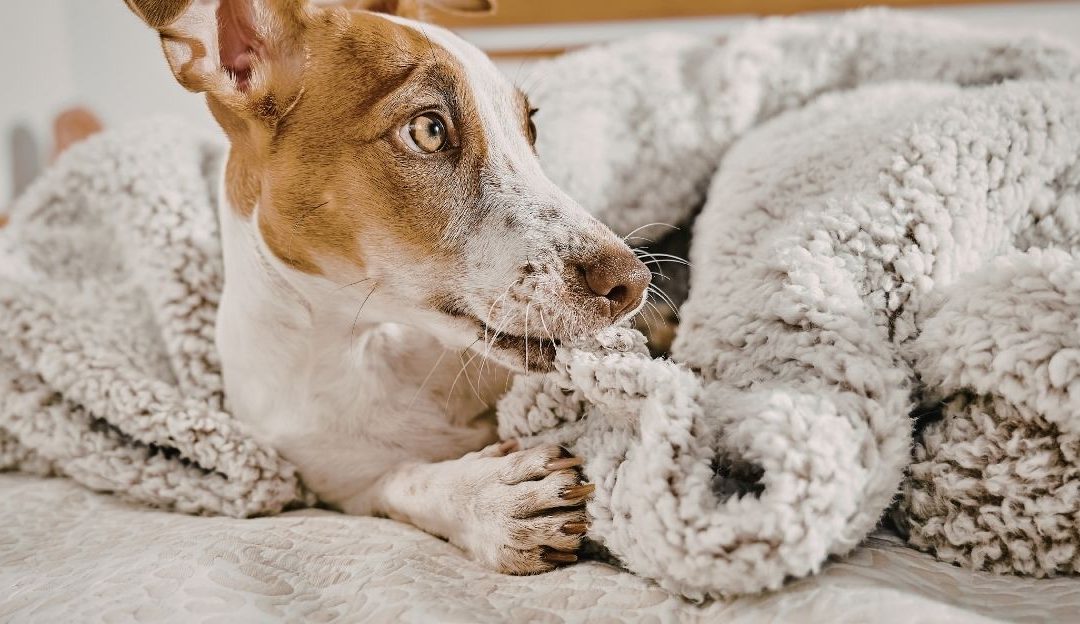 prvo teranje kod psa – mirno ponašanje