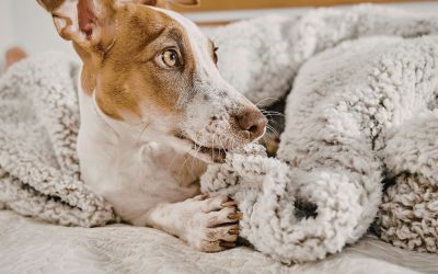 Prvo teranje kod psa: Da li pas trpi bolove?