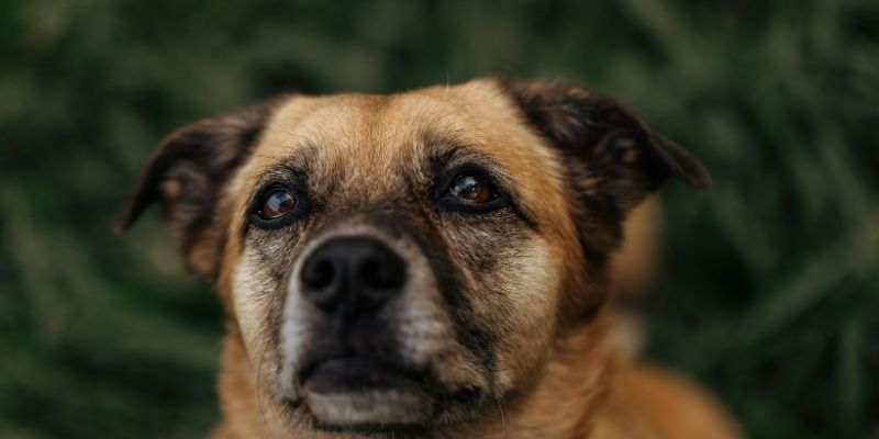 Psi nas vole takve kakvi jesmo – sigurna baza za promenu