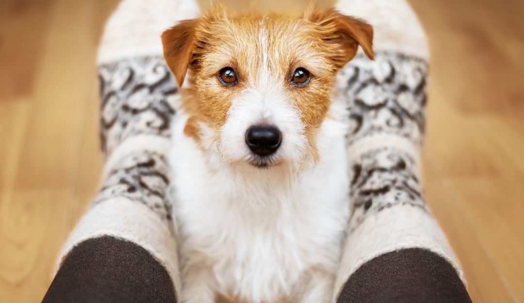 psi se ne dresiraju već se razumeju kroz odnos