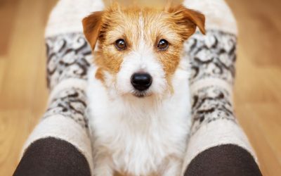 Psi se ne dresiraju – psi se razumeju