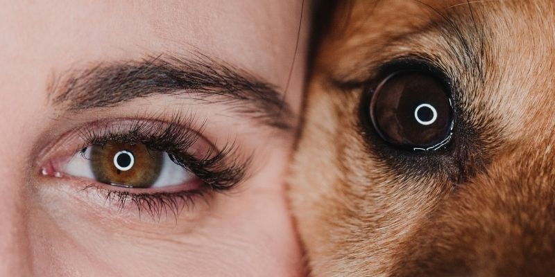 Pas nije stoka – pogrešan sistem učenja i posledice