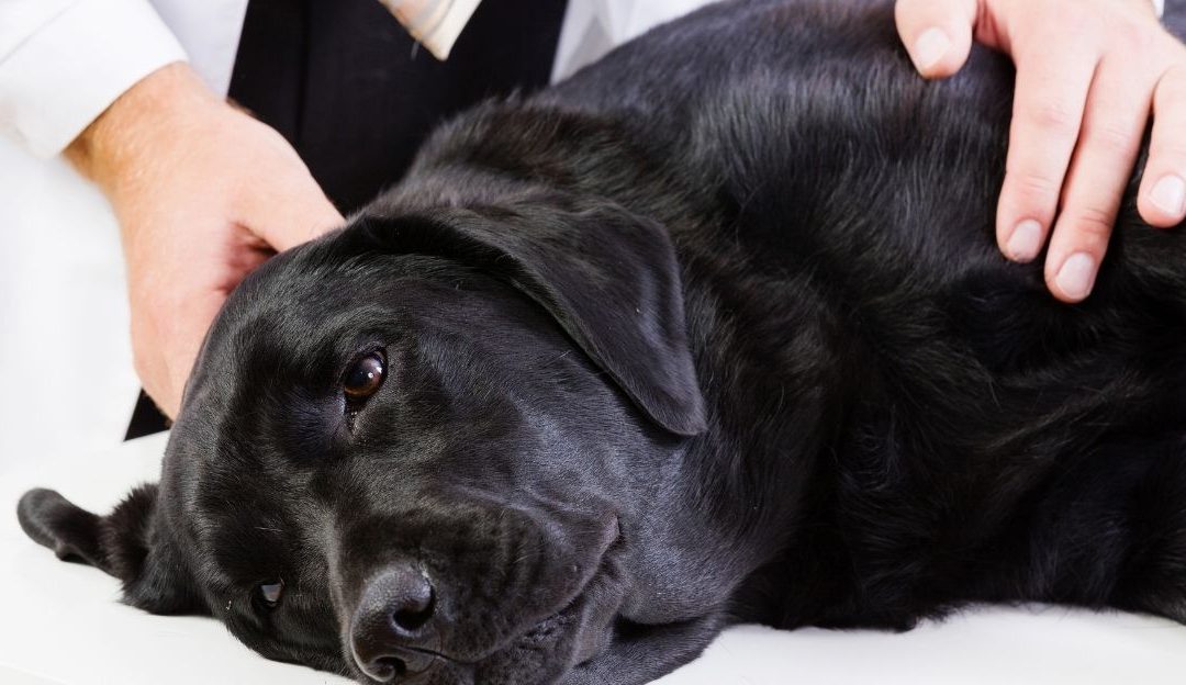 sterilizacija i kastracija pasa u veterinarskoj praksi